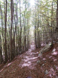 camminare in mezzo alla natura